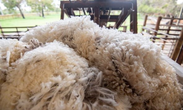Why is Merino wool demand increasing?