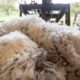 Why is Merino wool demand increasing?