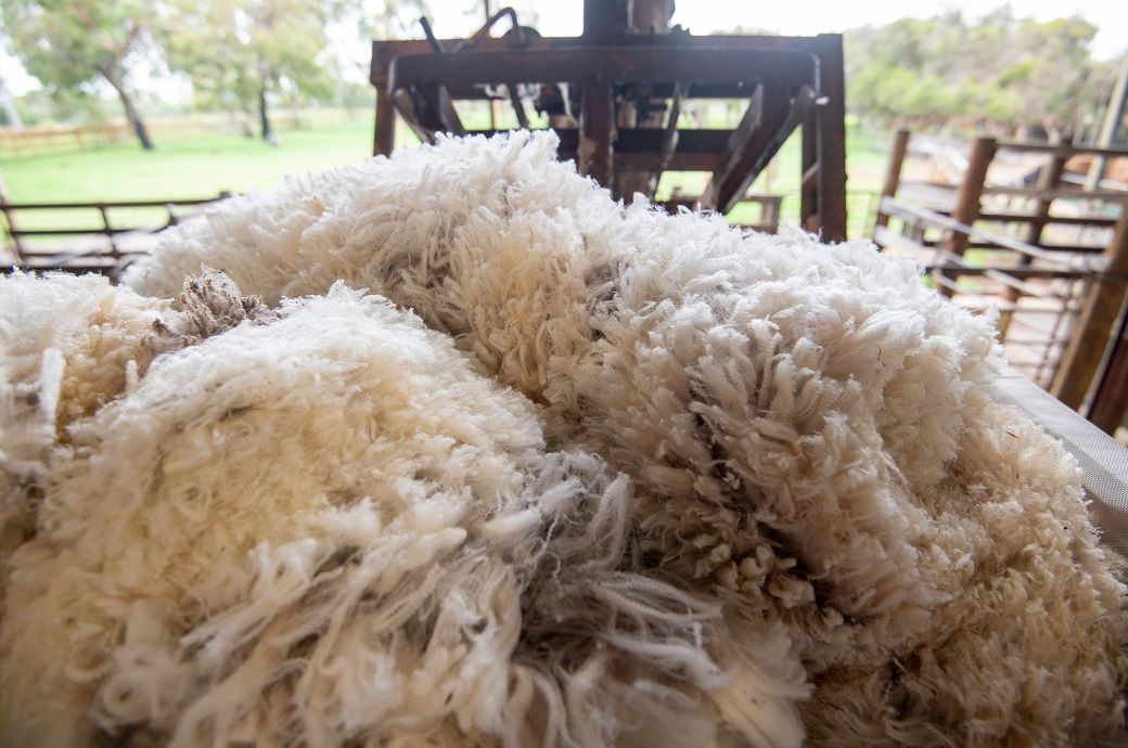 Why is Merino wool demand increasing?