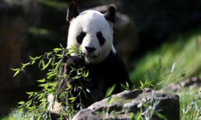 France Says Goodbye to Its Beloved Pandas Heading Back to China