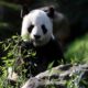 France Says Goodbye to Its Beloved Pandas Heading Back to China