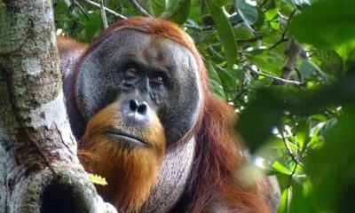 India mega-zoo in spotlight again over animal acquisitions