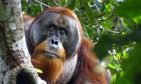 India mega-zoo in spotlight again over animal acquisitions