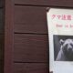 Japan battles spike in bear attacks