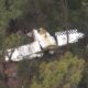 Pilot killed after reported mid-air collision in Australia