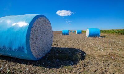 CAI seeks scrapping of India’s 11% cotton duty to protect industry