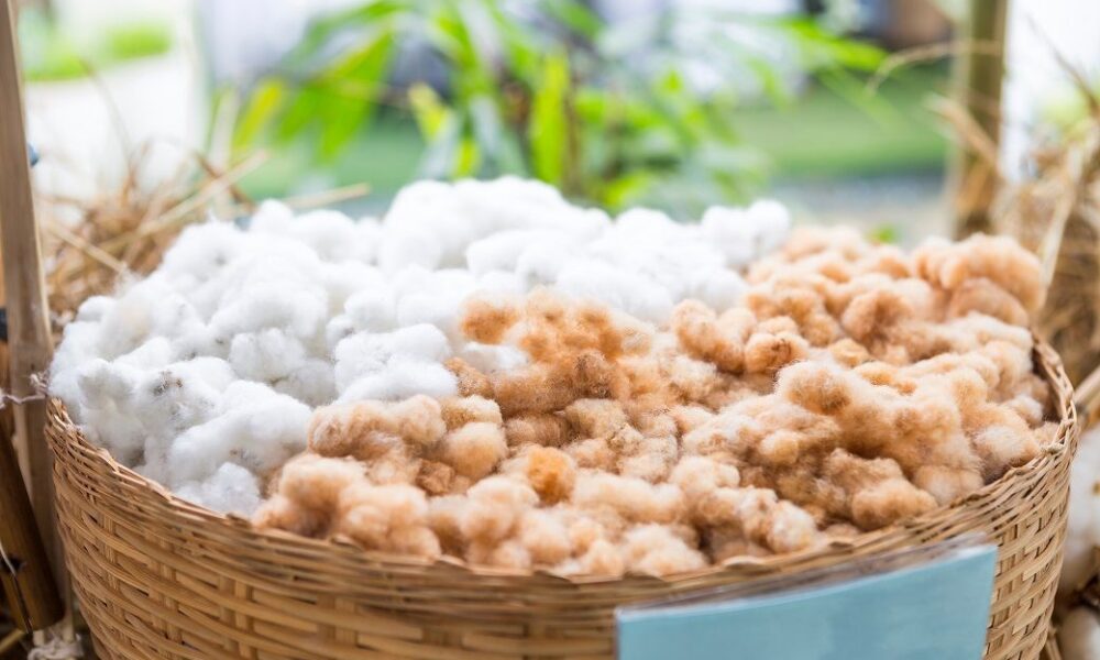 China’s domestic cotton prices rise further as mill demand strengthens