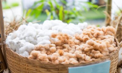 China’s domestic cotton prices rise further as mill demand strengthens