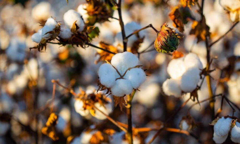 Cotton prices in Brazil hit 16-year low amid weak demand, ample supply