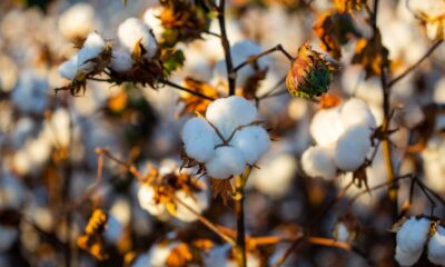 Cotton prices in Brazil hit 16-year low amid weak demand, ample supply