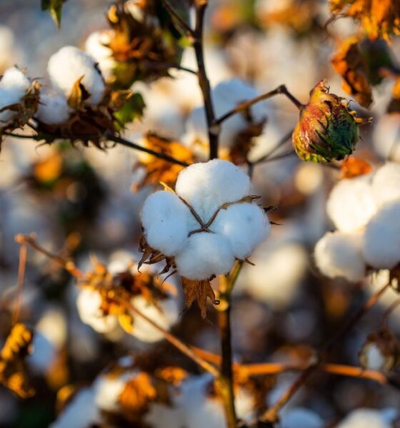 Cotton prices in Brazil hit 16-year low amid weak demand, ample supply