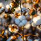 Cotton prices in Brazil hit 16-year low amid weak demand, ample supply
