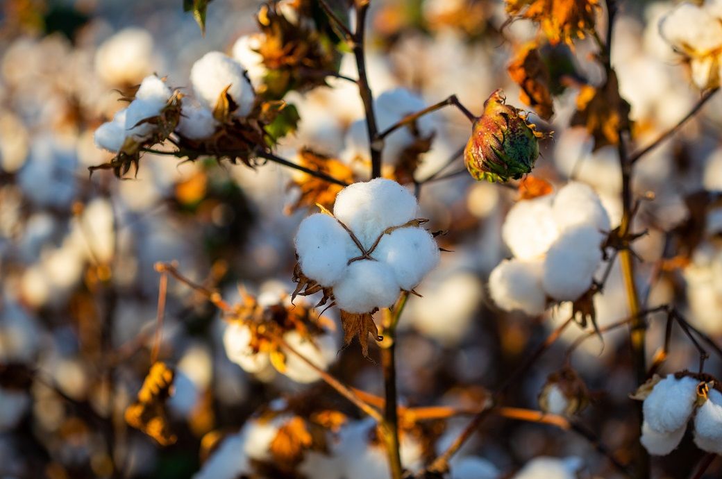Cotton prices in Brazil hit 16-year low amid weak demand, ample supply