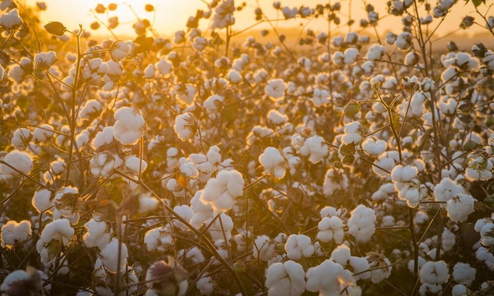 ICE cotton dips as traders await WASDE & Fed meeting