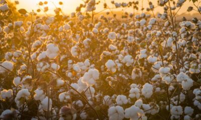 ICE cotton dips as traders await WASDE & Fed meeting