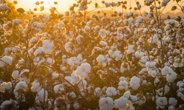 ICE cotton dips as traders await WASDE & Fed meeting