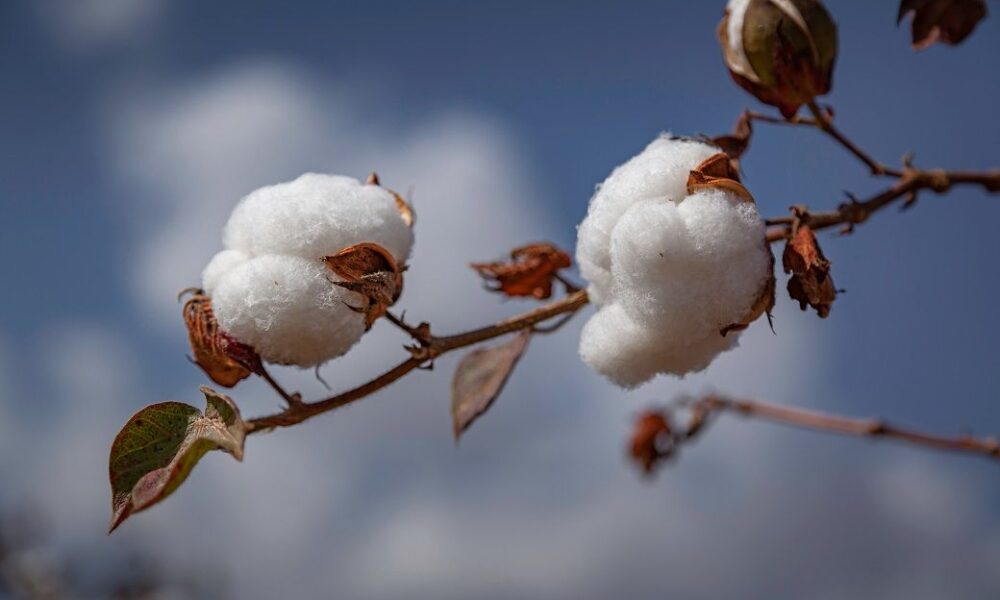 ICE cotton dips to weekly low on weak US export sales