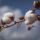 ICE cotton dips to weekly low on weak US export sales