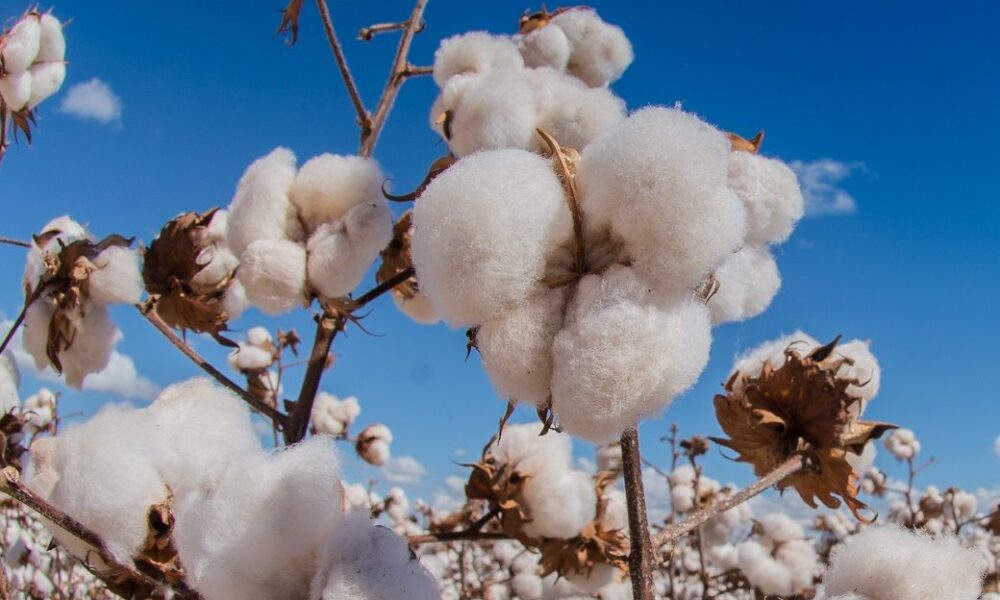 ICE cotton firms as weaker US dollar & speculative buying lend support