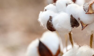 ICE cotton sees mixed trend as year-end activity thins