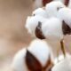 ICE cotton sees mixed trend as year-end activity thins