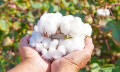 ICE cotton weakens on farmers’ selling, but decline capped