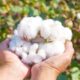 ICE cotton weakens on farmers’ selling, but decline capped