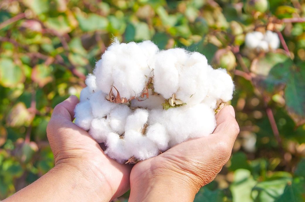 ICE cotton weakens on farmers’ selling, but decline capped