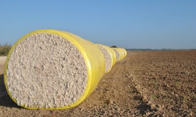 India unlikely to extend duty-free cotton imports beyond December 2025