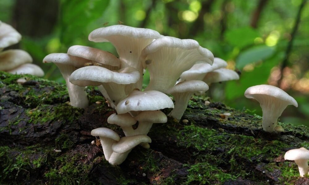 Mushroom insulation emerges as top solution for EU textile waste