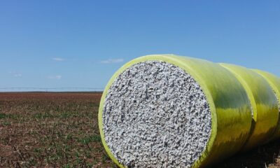 Upland sales down 41%, Pima demand muted in week ending Oct 30: USDA