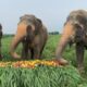 Seven elephants killed by train accident in India