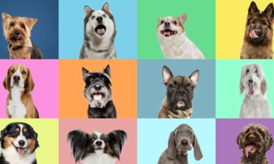 ‘Wolf DNA’ Lurks in Many Modern Dog Breeds