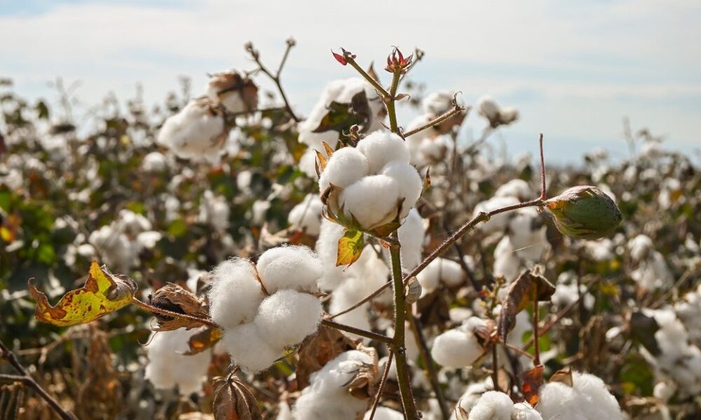 Acreage compression to cap India’s cotton output in CYi 2026: ICRA