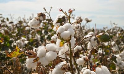 Acreage compression to cap India’s cotton output in CYi 2026: ICRA