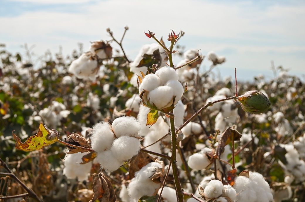 Acreage compression to cap India’s cotton output in CYi 2026: ICRA