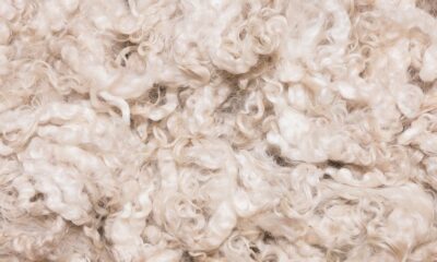 Australian wool prices climb again as exporters drive demand