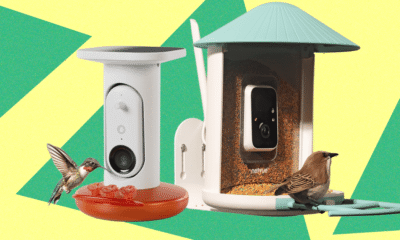 I Turned My Backyard Into a Nature Documentary With a Flock of Smart Bird Feeders