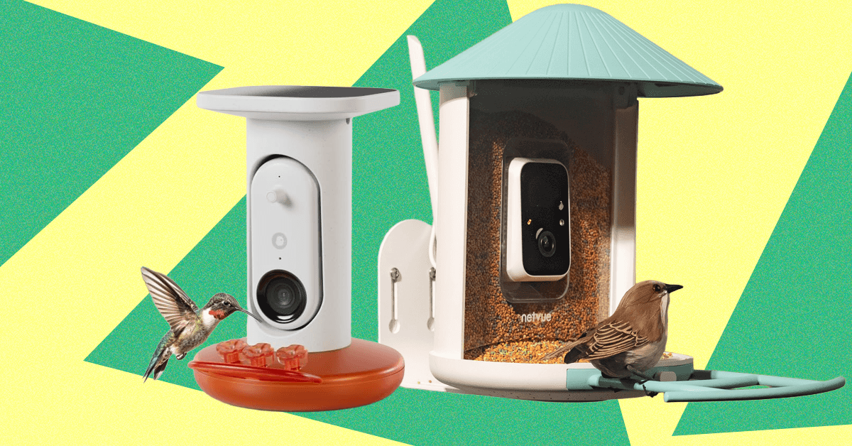 I Turned My Backyard Into a Nature Documentary With a Flock of Smart Bird Feeders