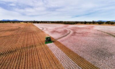 ICE cotton eases amid global economic & geopolitical uncertainties