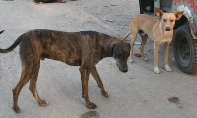 Karachi mayor pushes for culling over neutering to curb rising dog bite cases