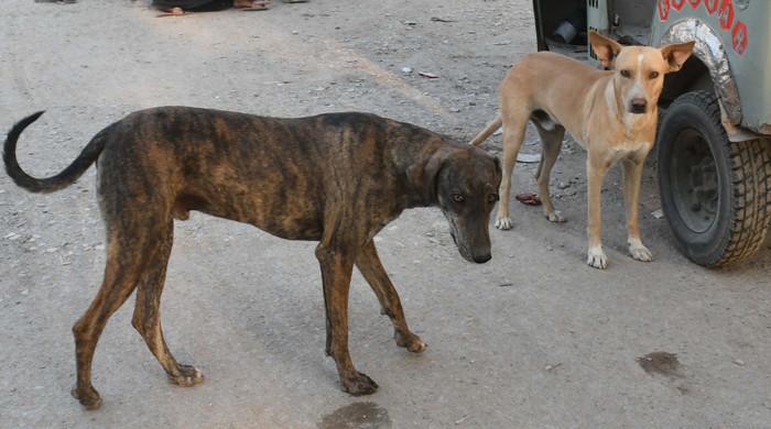 Karachi mayor pushes for culling over neutering to curb rising dog bite cases