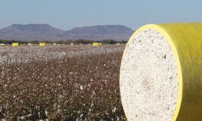 US Upland cotton exports down 51%, Pima rises: USDA