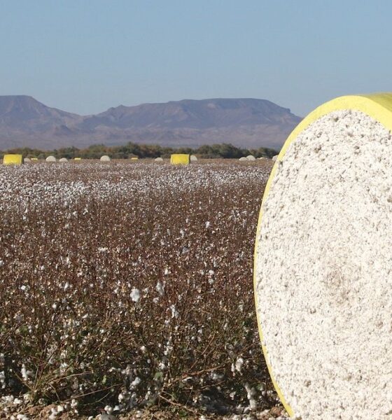 US Upland cotton exports down 51%, Pima rises: USDA