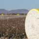 US Upland cotton exports down 51%, Pima rises: USDA