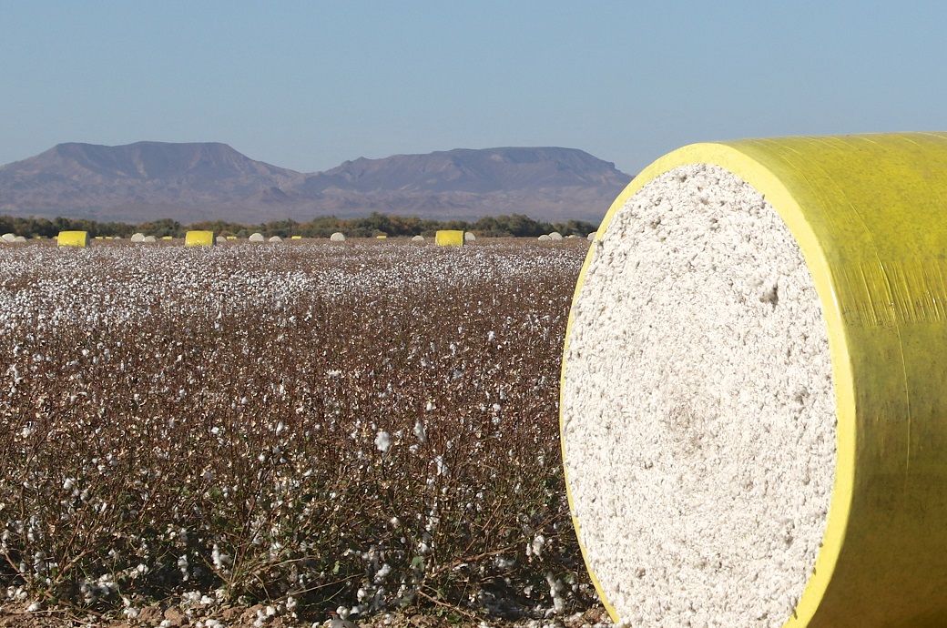 US Upland cotton exports down 51%, Pima rises: USDA