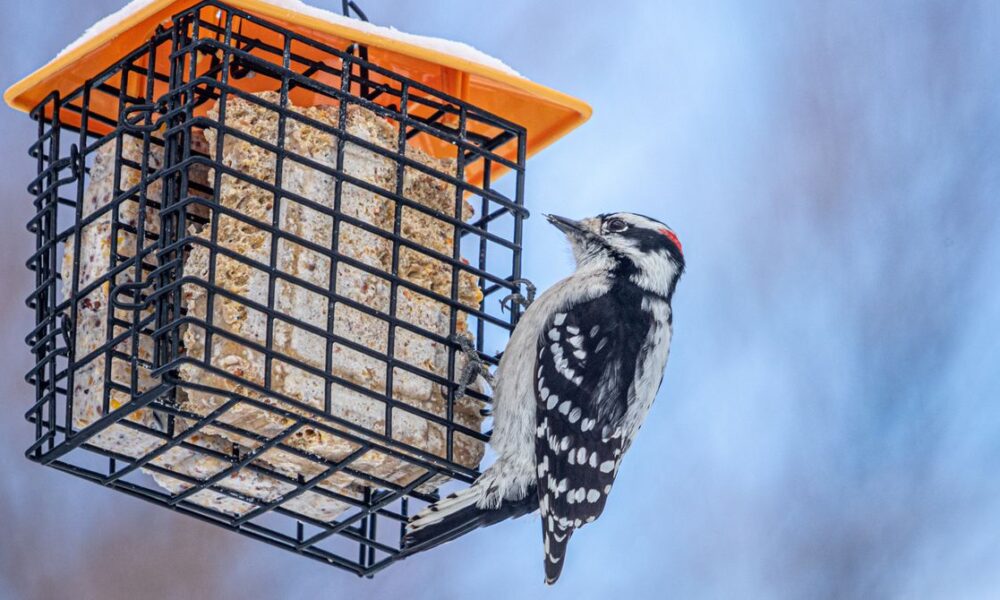 Winter Is a Great Time for Bird Watching—Here’s How to Attract Them to Your Yard