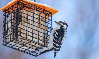 Winter Is a Great Time for Bird Watching—Here’s How to Attract Them to Your Yard