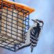 Winter Is a Great Time for Bird Watching—Here’s How to Attract Them to Your Yard