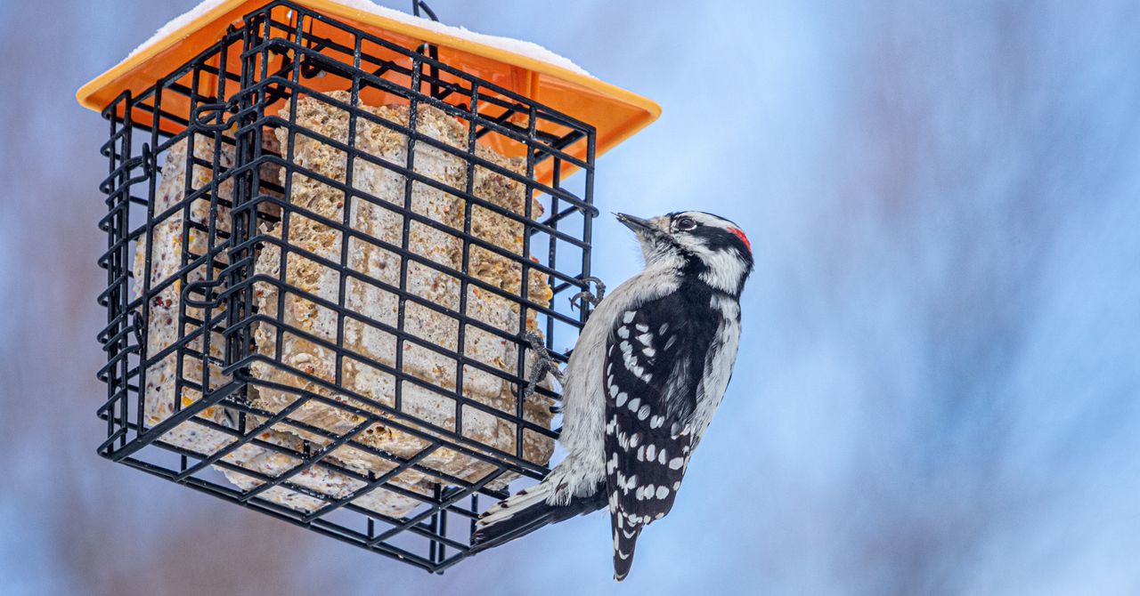 Winter Is a Great Time for Bird Watching—Here’s How to Attract Them to Your Yard
